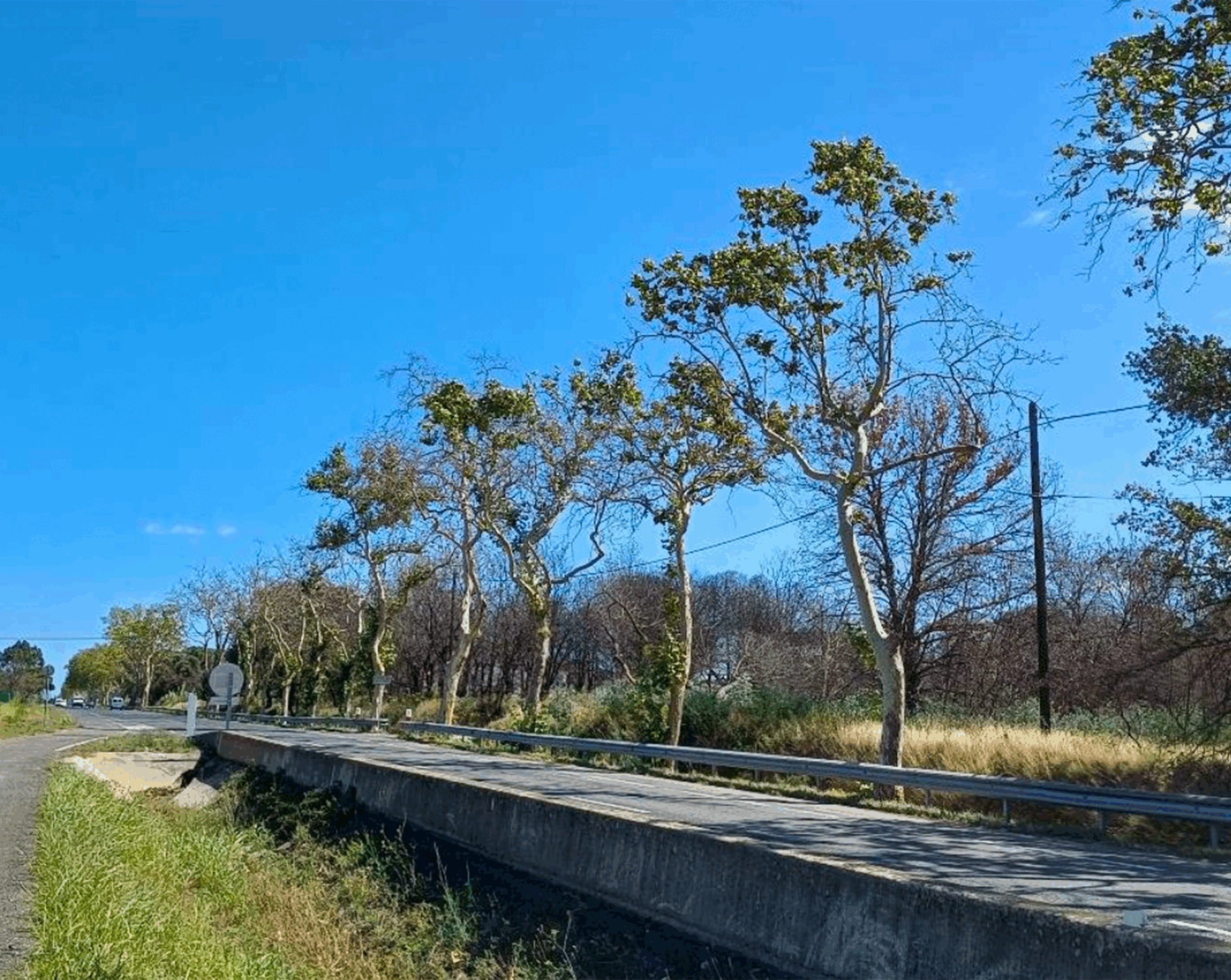 Abattage des platanes sinistrés