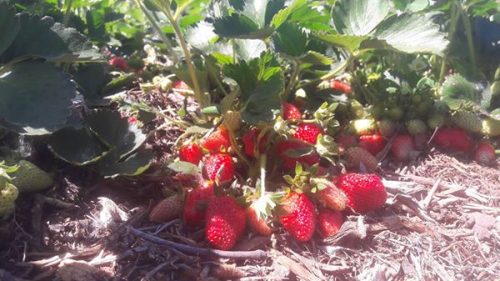 LES PETITS FRUITS DE JEF