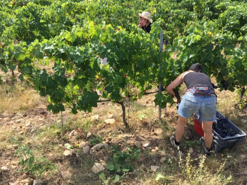 DOMAINE LEONINE