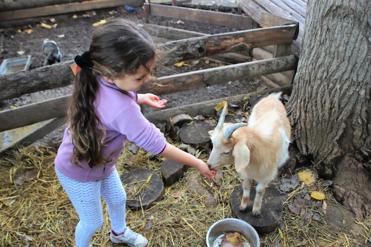 FERME DE DECOUVERTE 