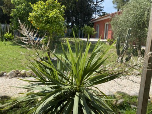 MAISON D’HÔTES L’OLIVETTE DES ALBÈRES